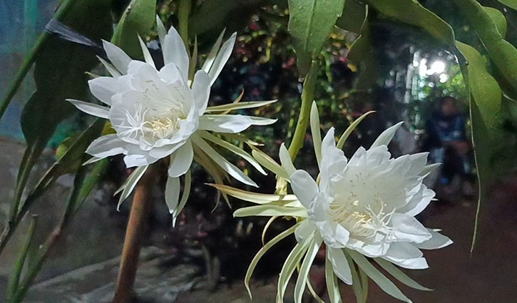 গোপালগঞ্জে এক রাতে ফুটলো তিনটি রাতের রাণী ‘নাইট কুইন’ গোপালগঞ্জে এক রাতে ফুটলো তিনটি রাতের রাণী ‘নাইট কুইন’