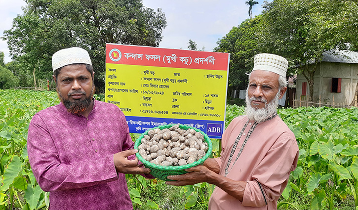 কচুর মুখিতে বেশি লাভ, চাষ বাড়ছে হবিগঞ্জে