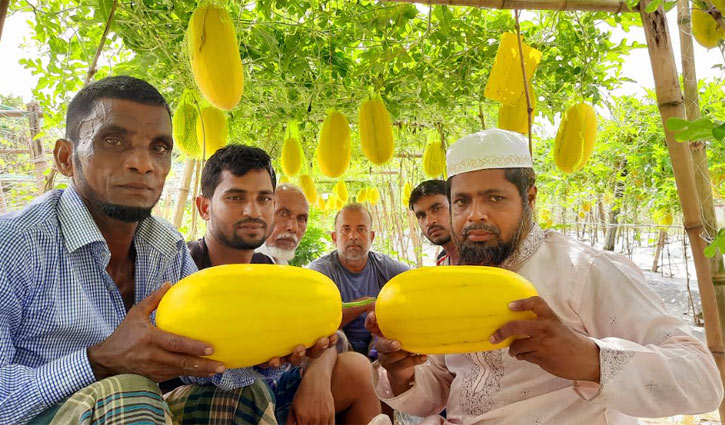 মাচায় ঝুলছে নজরকাড়া হলুদ রঙের তরমুজ