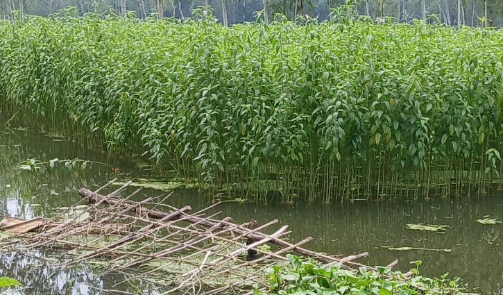 পাট ছেড়ে ধান আবাদে কুড়িগ্রামের চাষিরা