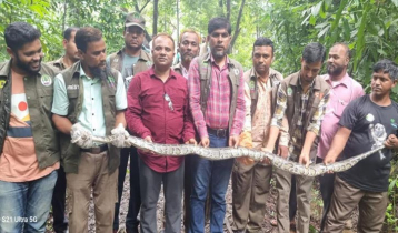 কাপ্তাই জাতীয় উদ্যানে বার্মিজ পাইথন অবমুক্ত 