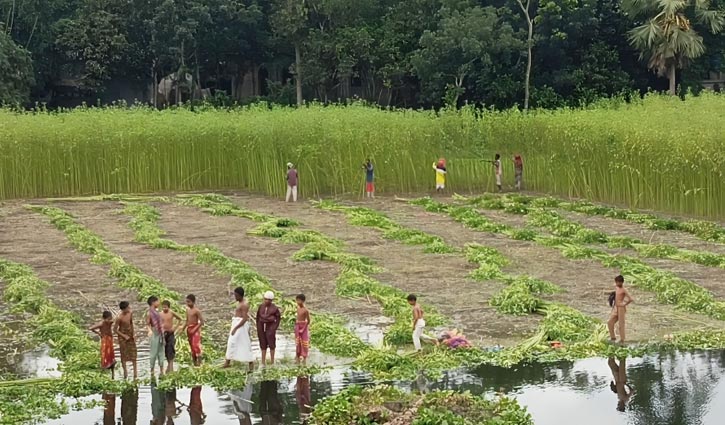 দুশ্চিন্তায় ফরিদপুরের পাটচাষিরা দুশ্চিন্তায় ফরিদপুরের পাটচাষিরা