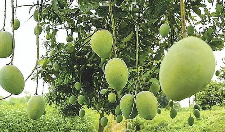 বাংলাদেশের আম নিতে চায় চীন