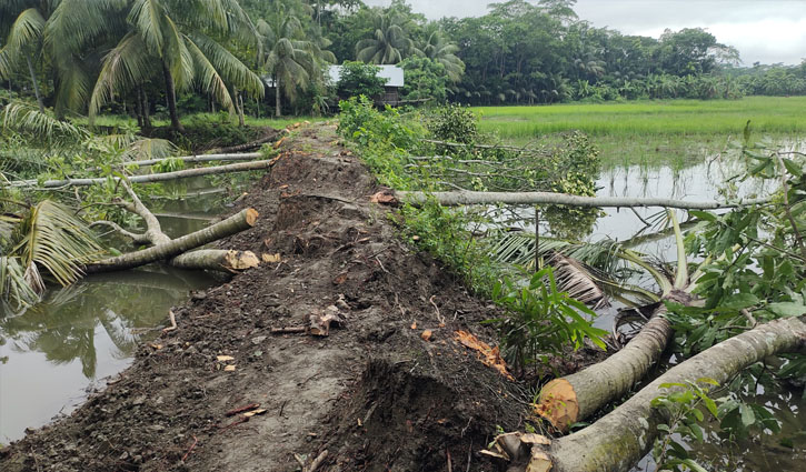 পিরোজপুরে শতাধিক ফলজ গাছ কাটল দুর্বৃত্তরা