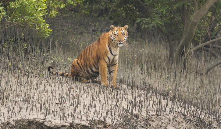সুন্দরবনে বাঘের সংখ্যা জানতে অপেক্ষা করতে হবে আরও এক মাস