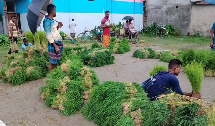 লোহাগড়ায় ধানের চারার হাট জমজমাট