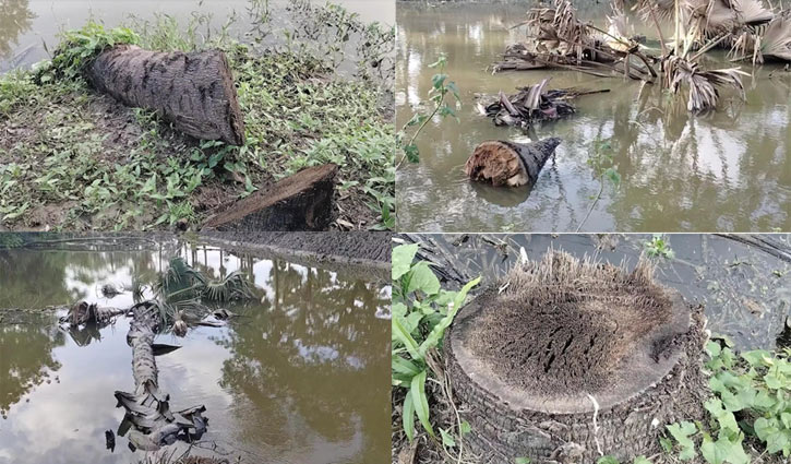 রাস্তা সংস্কারের নামে তাল ও খেজুর গাছ কেটে সাফ