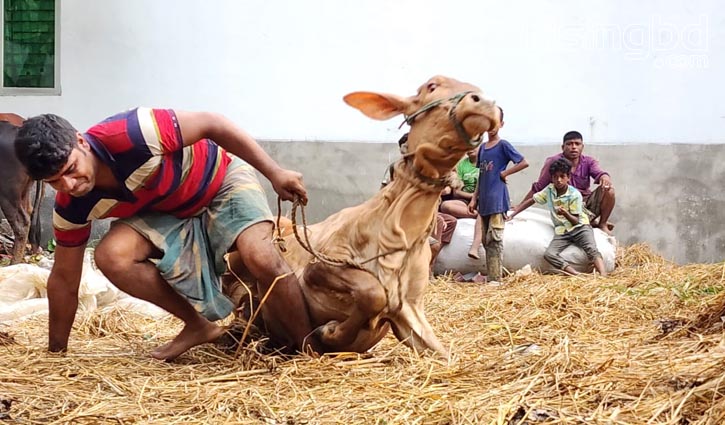 ঢাকা দক্ষিণ সিটিতে যারা পেলেন ১১ পশুর হাটের ইজারা 