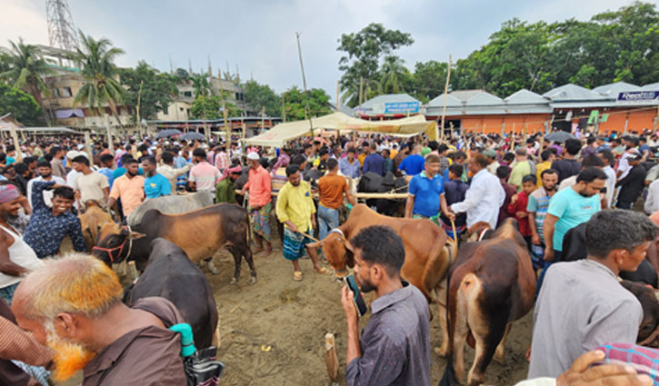 শরীয়তপুরে ছোট ও মাঝারি গরুর চাহিদা বেশি