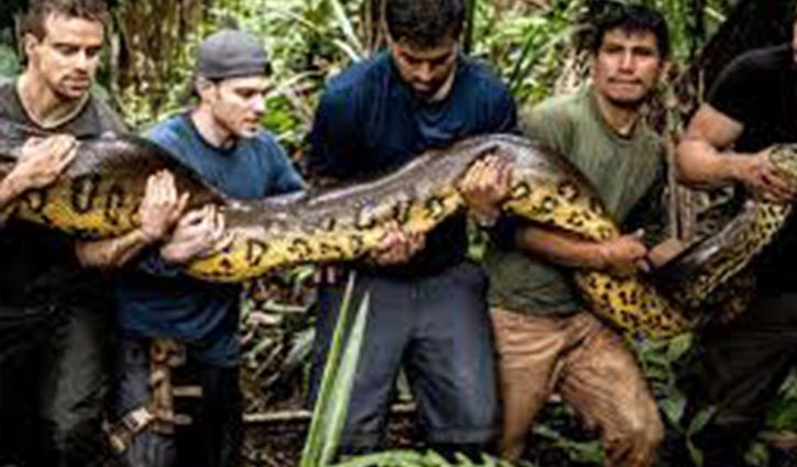 সাপের পেটে যেভাবে ঢুকলেন পরিবেশবিদ