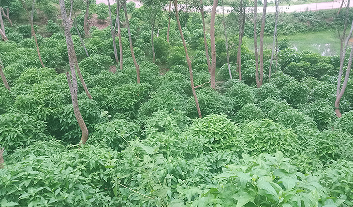 নষ্ট হচ্ছে বাসক পাতা, সংগ্রহে নেই উদ্যোগ