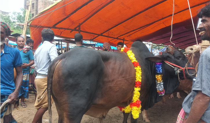 আল্লাহর সন্তুষ্টির আশায় চলছে পশু কোরবানি