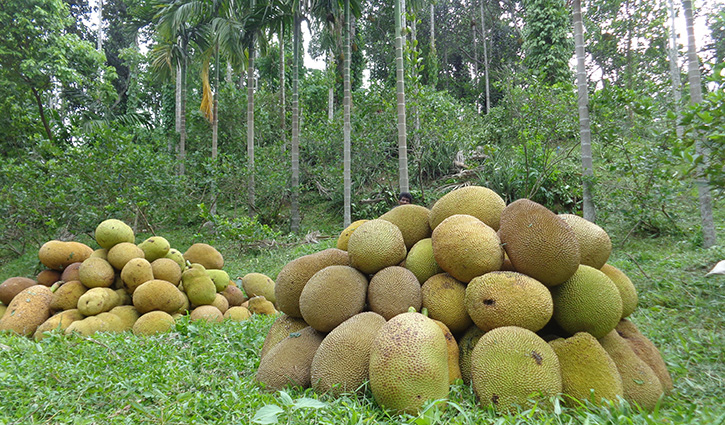 আষাঢ়ে পাকা কাঁঠালের ঘ্রাণে মন মাতোয়ারা আষাঢ়ে পাকা কাঁঠালের ঘ্রাণে মন মাতোয়ারা