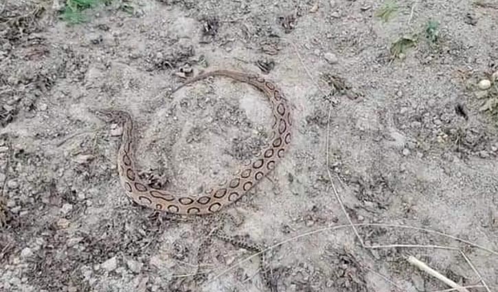 বাদামের জমিতে রাসেলস ভাইপার, পিটিয়ে মারলেন কৃষক