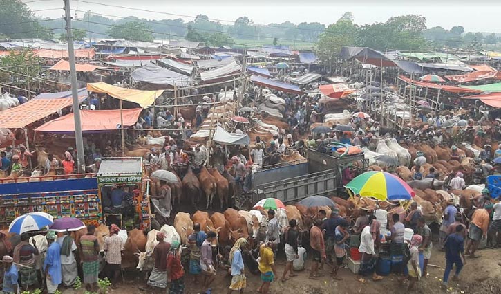 রাজশাহীতে লাখের নিচে মিলছে না কোরবানির গরু