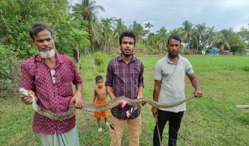 ১০ ফুট লম্বা অজগর উদ্ধার, সুন্দরবনে অবমুক্ত