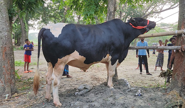 ১০ লাখে মিলবে ২০ মণের ‘বাঘা’