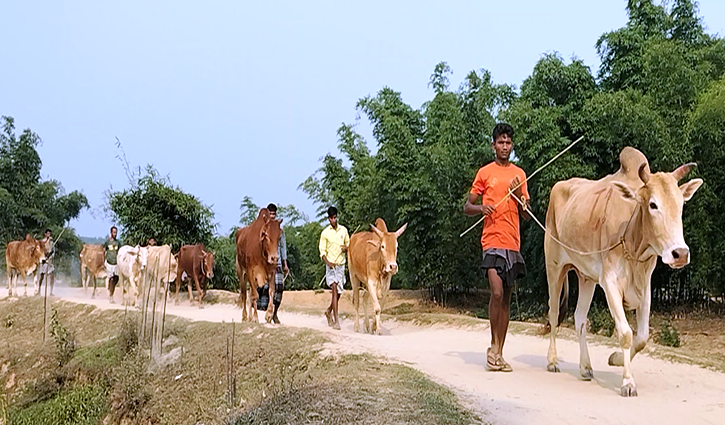 নাইক্ষ্যংছড়ি-আলীকদম সীমান্ত দিয়ে আসছে চোরাই গরু