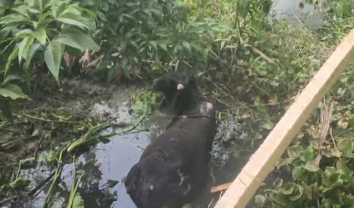 ঈদের আগে আগুনে পুড়ে মরল ১৩ গরু