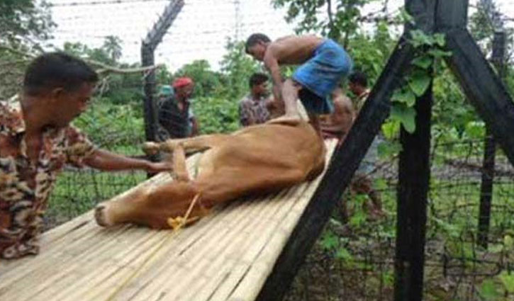 কুমিল্লা সীমান্তের ৫ পয়েন্ট দিয়ে আসছে ভারতীয় গরু