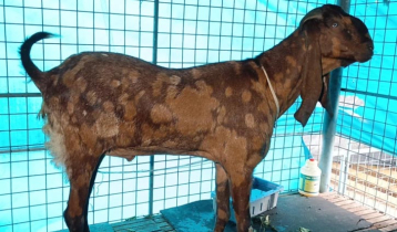 That goat found in Savar
