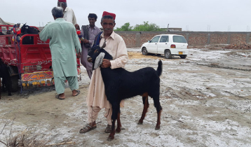 Trader arrested for selling goats with fake teeth in Pakistan