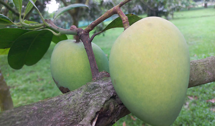 ২০ জুন থেকে বাজারে মিলবে হাঁড়িভাঙ্গা আম