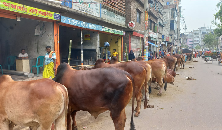 রাজধানীর কোরবানির হাটগুলোতে শেষ মুহূর্তের প্রস্তুতি, আসছে পশু