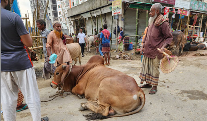 জার্নি ফিভারসহ ঠান্ডা-রুচিহীনতায় ভুগছে হাটের গরু