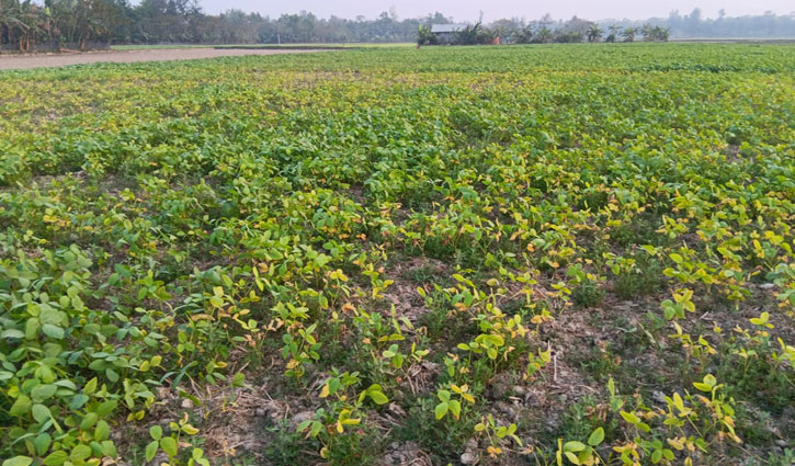 লক্ষ্মীপুরে লবণাক্ত বেড়ে মরে যাচ্ছে সয়াবিন গাছ