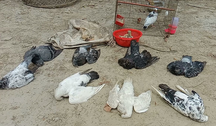 খেতে বিষ প্রয়োগ, কয়েকশত কবুতরের মৃত্যু