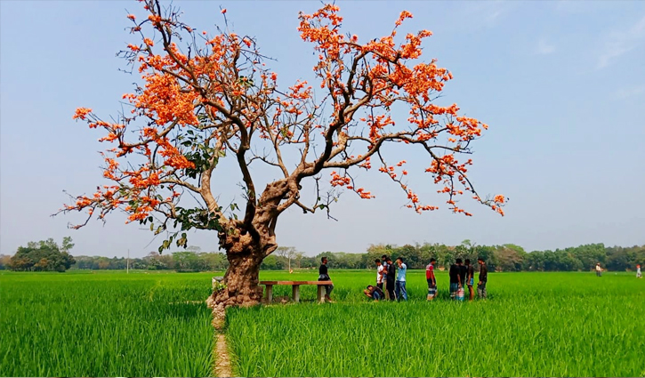 সবুজের মাঝে পলাশের আগুন