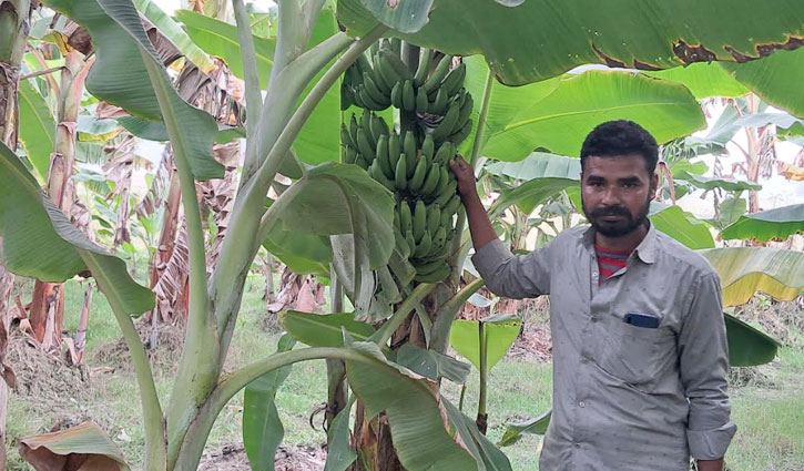 কলা চাষে সবুজের আয় ৩৭ লাখ টাকা