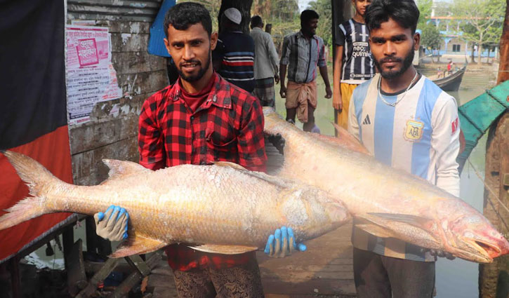 ৯২টি লাক্ষা মাছ ২০ লাখ টাকায় বিক্রি