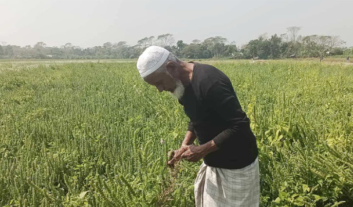 মাদারীপুরের কালকিনিতে চাষ হচ্ছে চিয়া সিড