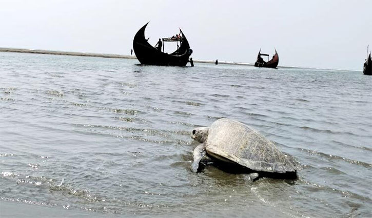 মা কচ্ছপের দেহে চিপ লাগিয়ে ছাড়া হলো সমুদ্রে