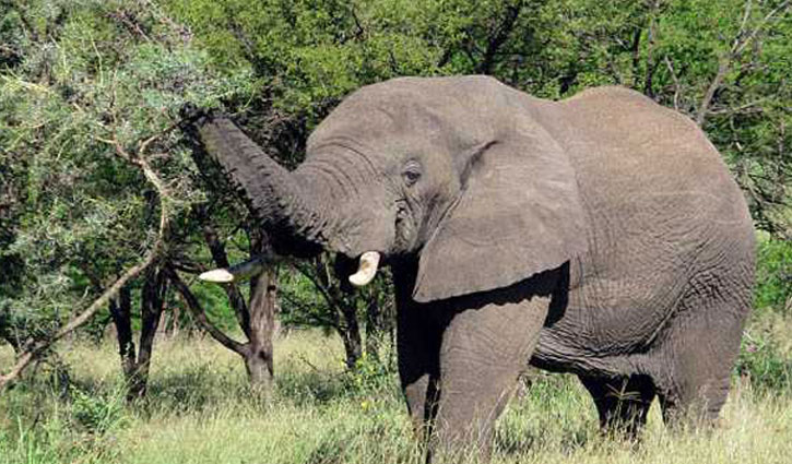 Farmer killed in wild elephant attack in Cox’s Bazar