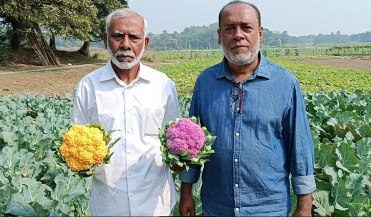 রঙিন ফুলকপি চাষ করে আনন্দে ভাসছেন কৃষক আলী হোসেন 