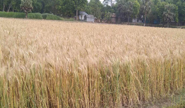 গমের বাম্পার ফলন পাওয়ার আশা করছেন কৃষকেরা