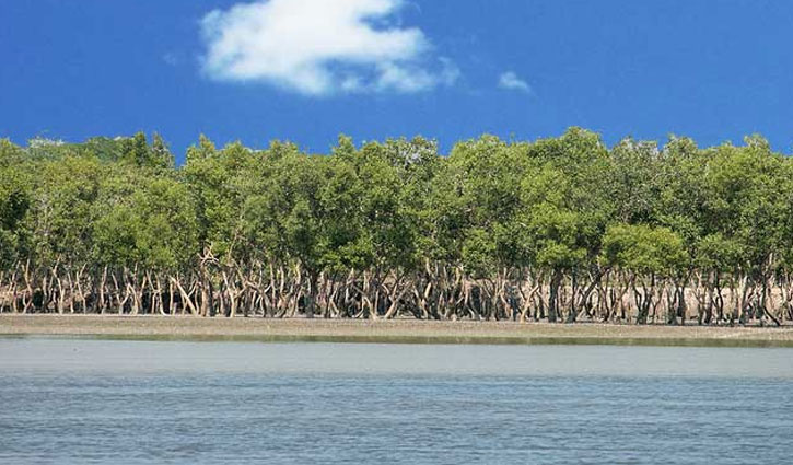 সুন্দরবনে গাছের প্রজাতি ও পরিমাণ নির্ণয়ে জরিপ শুরু