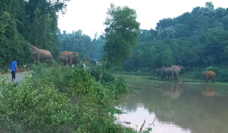 কক্সবাজারে বন্যহাতির আক্রমণে নারীর মৃত্যু