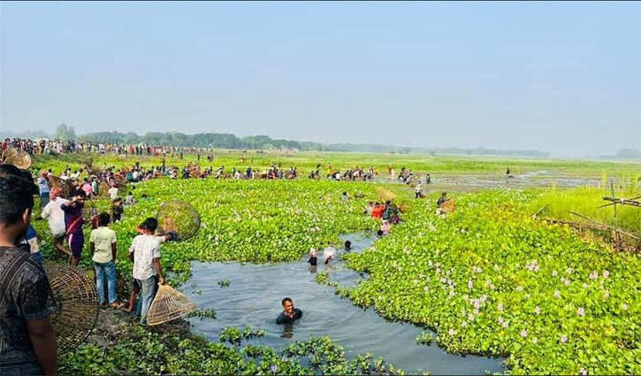 ‘পলো বাওয়া উৎসব’ দেখতে আদমপুর বিলে মানুষের ঢল