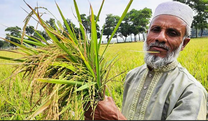 হবিগঞ্জে ব্রি ১০০ ও ৮৭ জাতের ধানের বাম্পার ফলন