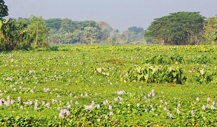 যশোরের প্রাণের মুক্তেশ্বরী নদী এখন প্রাণহীন