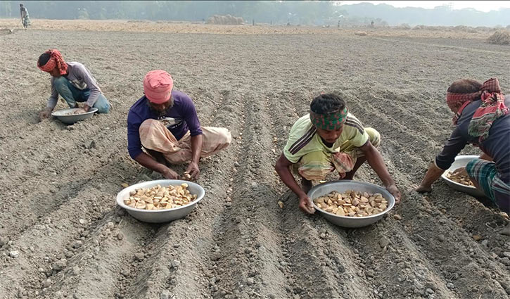 বীজ আলু বিক্রি হচ্ছে তিনগুণ দামে, হতবাক কৃষক