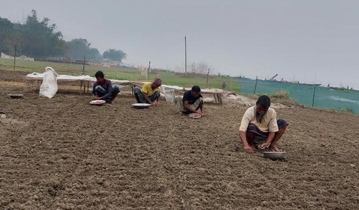 বৃষ্টিতে ব্যাহত মু‌ড়িকাটা পেঁয়া‌জের আবাদ