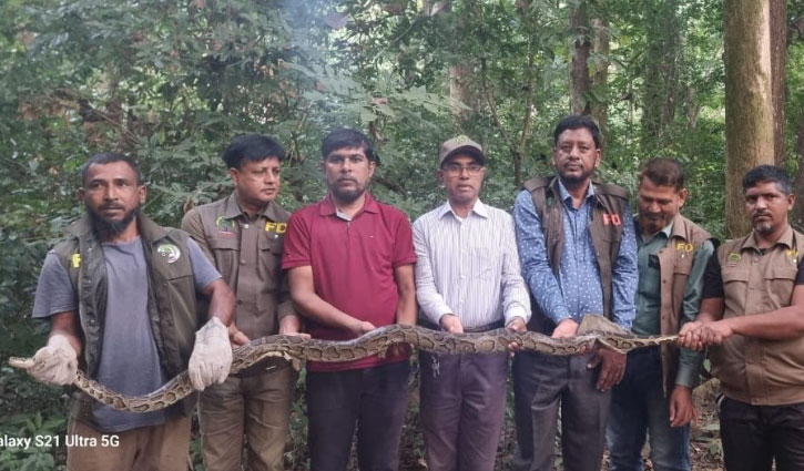 উদ্ধার বার্মিজ অজগর কাপ্তাই জাতীয় উদ্যানে অবমুক্ত