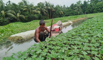 ভাসমান সবজি চাষে লাভবান কৃষক