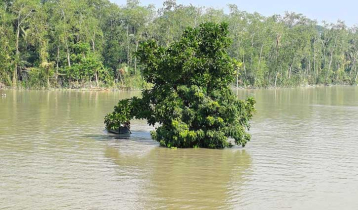 নদীর মাঝে দাঁড়িয়ে থাকা গাছ নিয়ে গুজবের ছড়াছড়ি