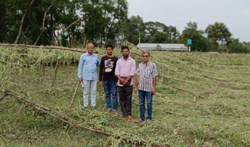 হবিগঞ্জে শিলাবৃষ্টি ও ঝড়ো বাতাসে ধান-সবজির ক্ষতি